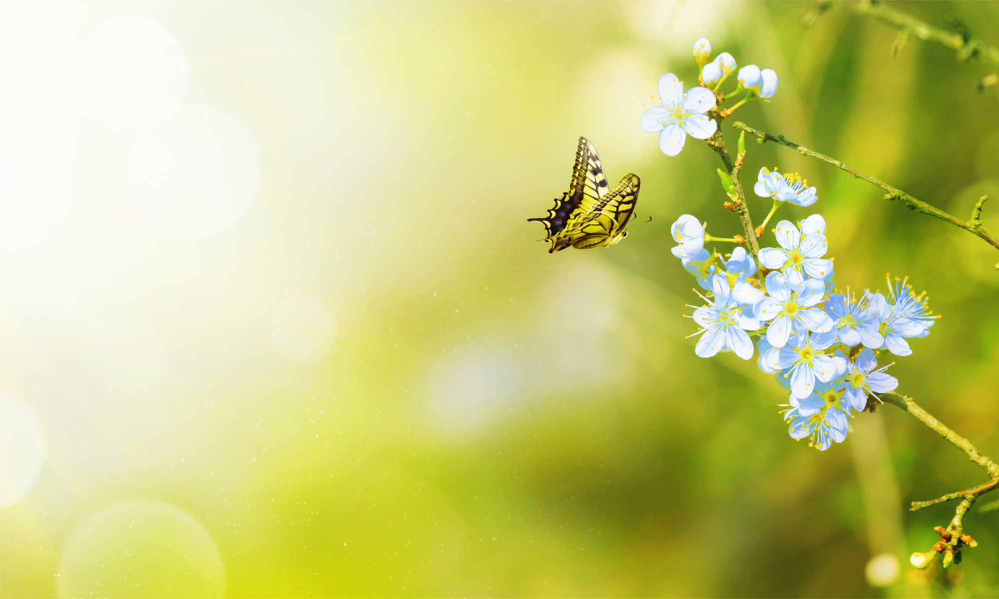 Frühlingshafte Blume mit Schmetterling